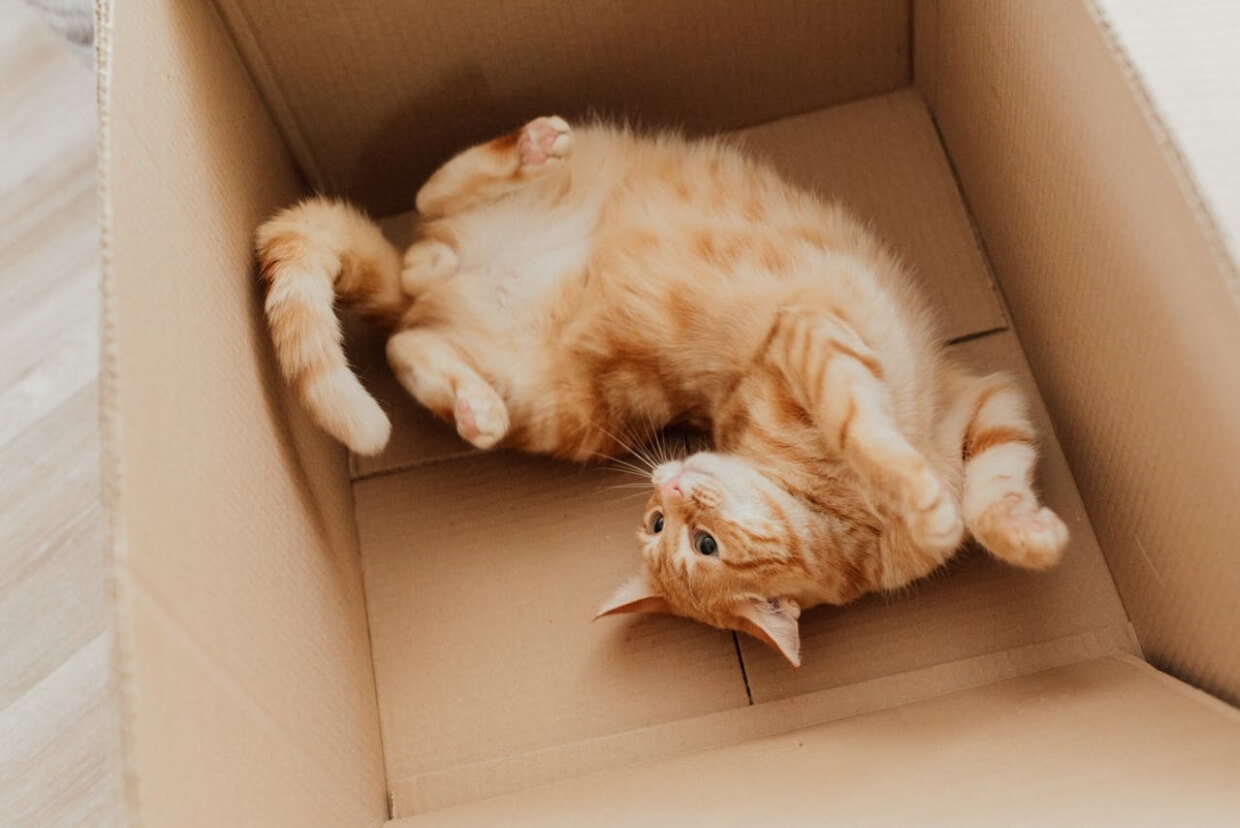 Cat enjoying the warmth of a box