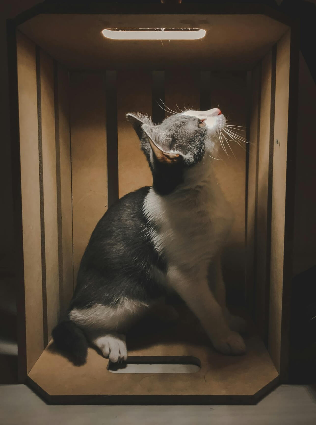 Cat playfully looking through an opening in the box