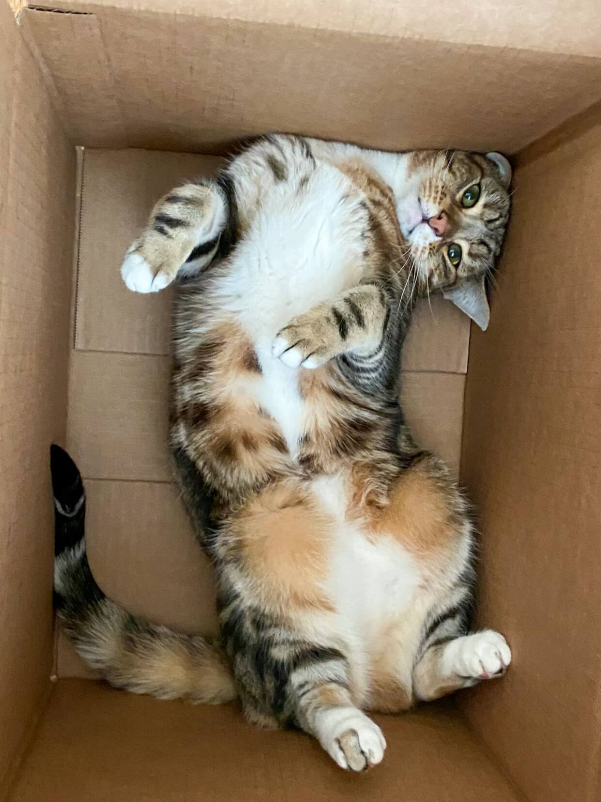 cozy Cat in a box