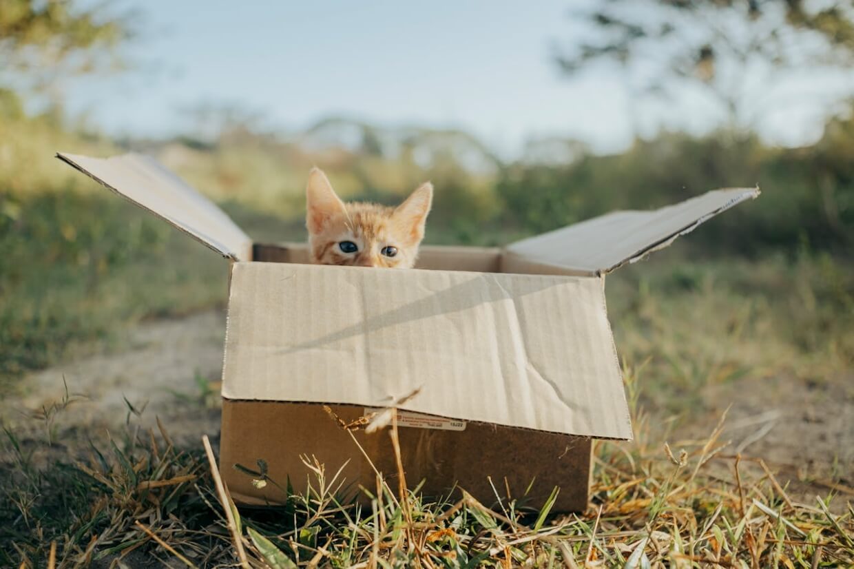 Kitten peeking through a box