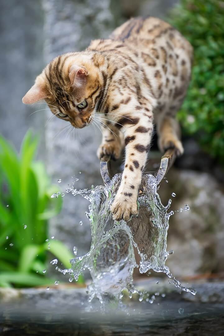 Cat running away from water