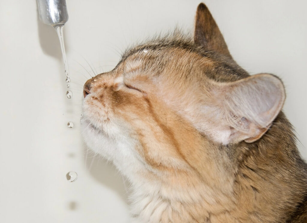 Spraying cat with water