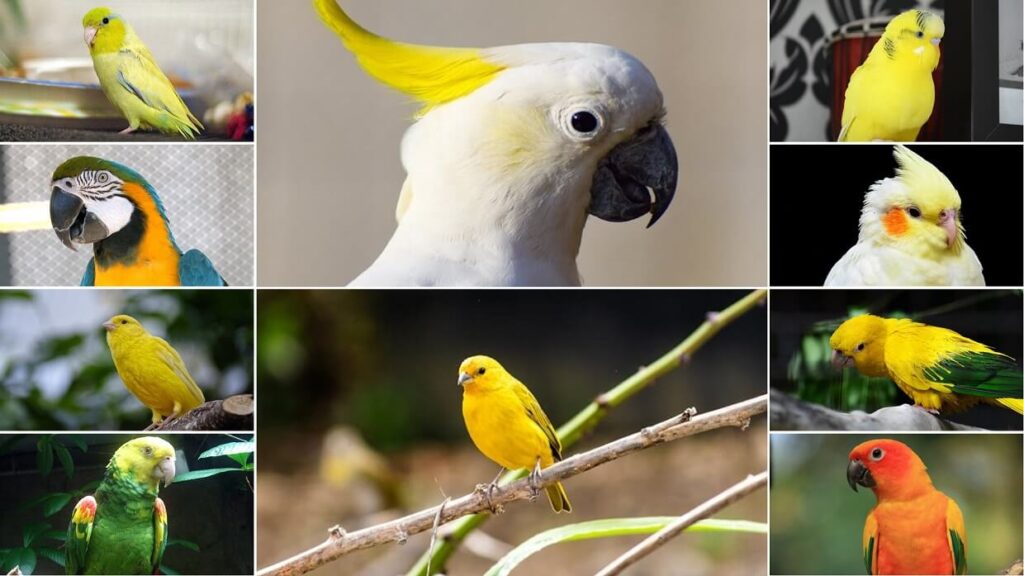 10 Best Yellow Birds to Keep as Pets