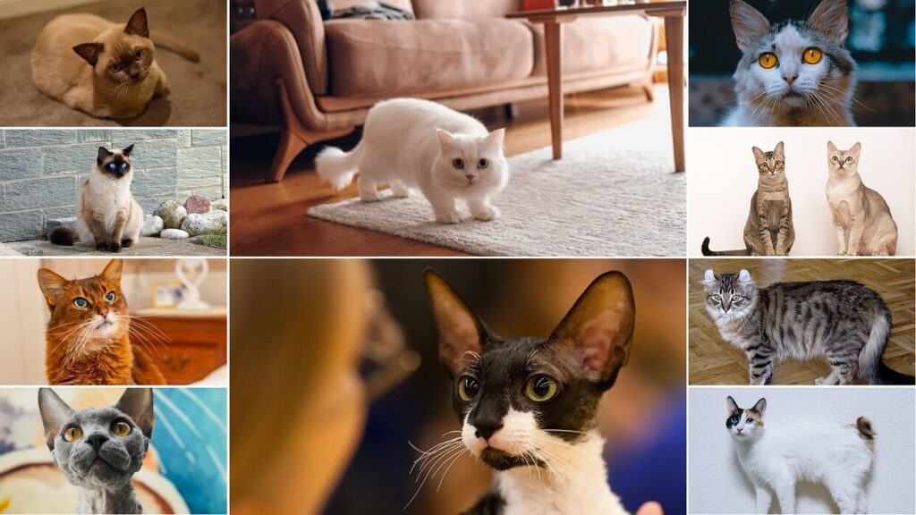 10 Cat Breeds That Stay Small Forever