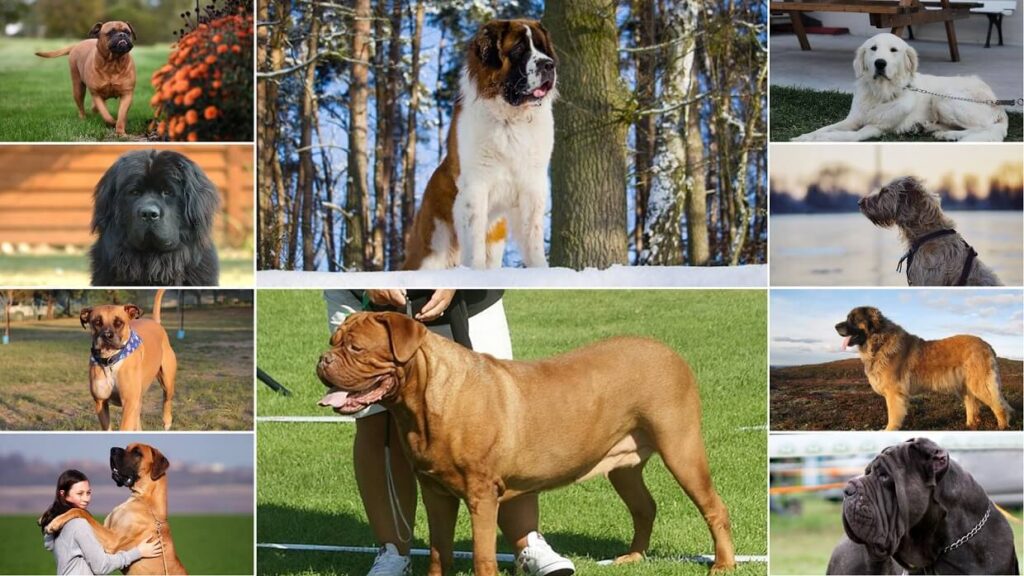 10 Giant Dog Breeds That Make Great Pets
