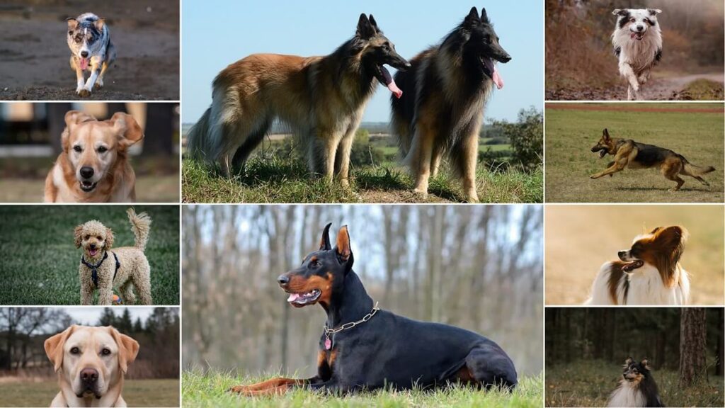 10 Smartest Dog Breeds