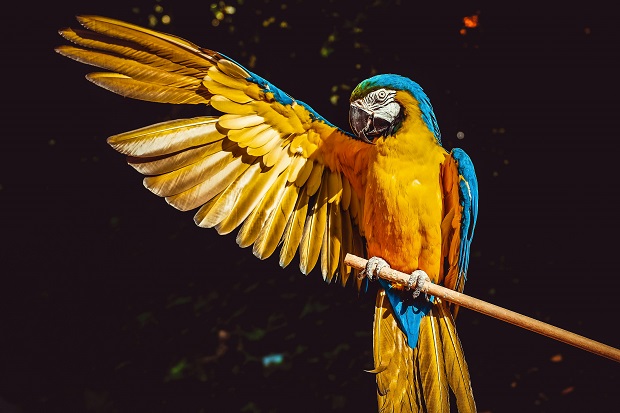 A colorful parrot on a branch