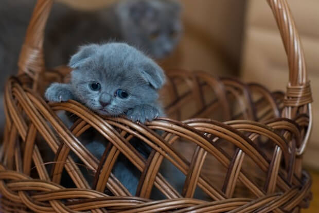 A sad kitten in a basket