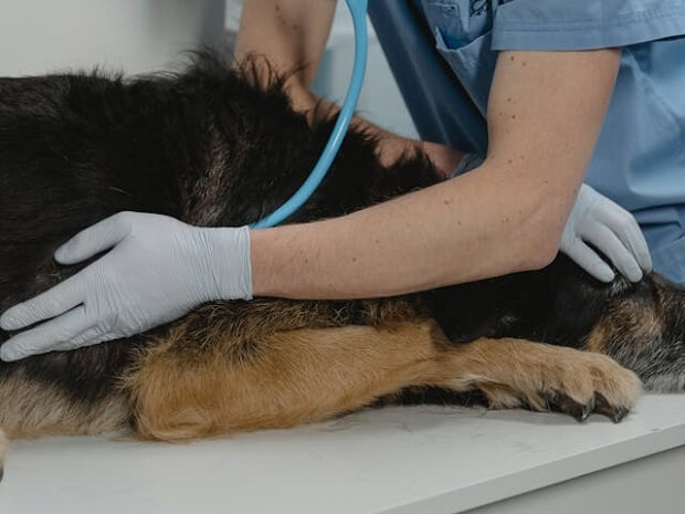 A vet treating a dog