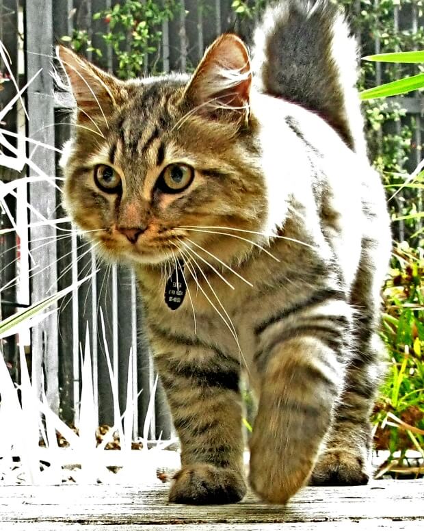 An American Bobtail in the park