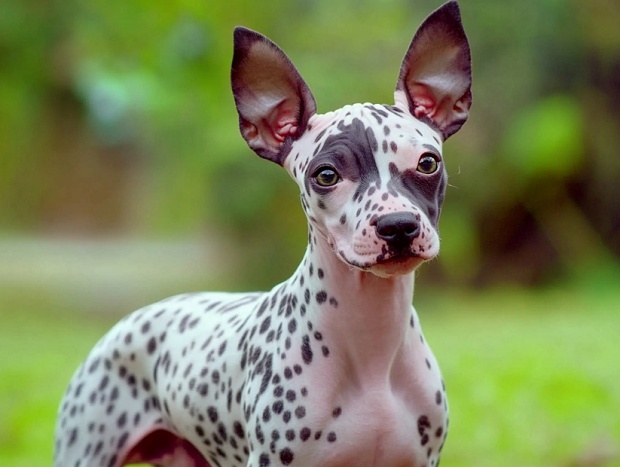American Hairless Terrier