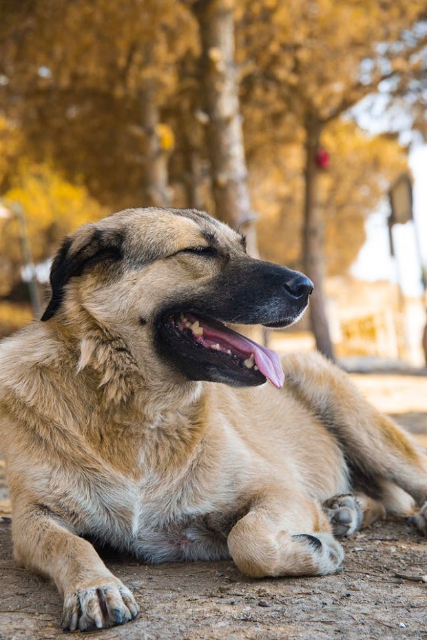 An Anatolian Shepherd  sitting in the park
