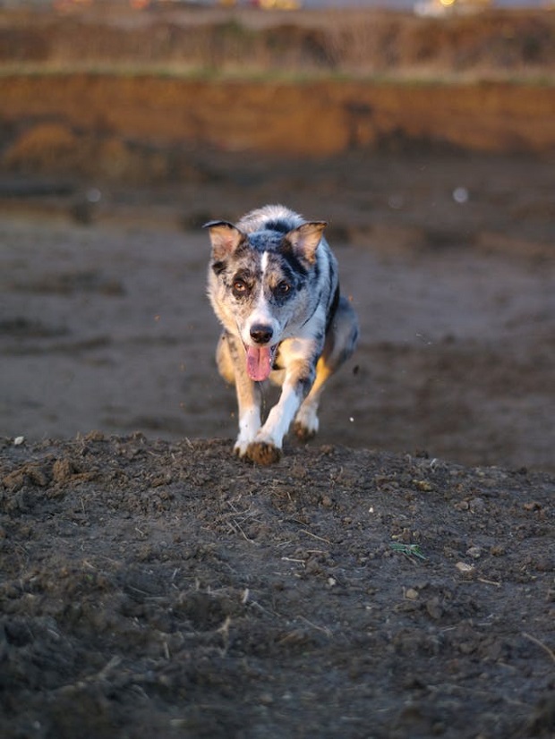 An Australian Cattle Dog running