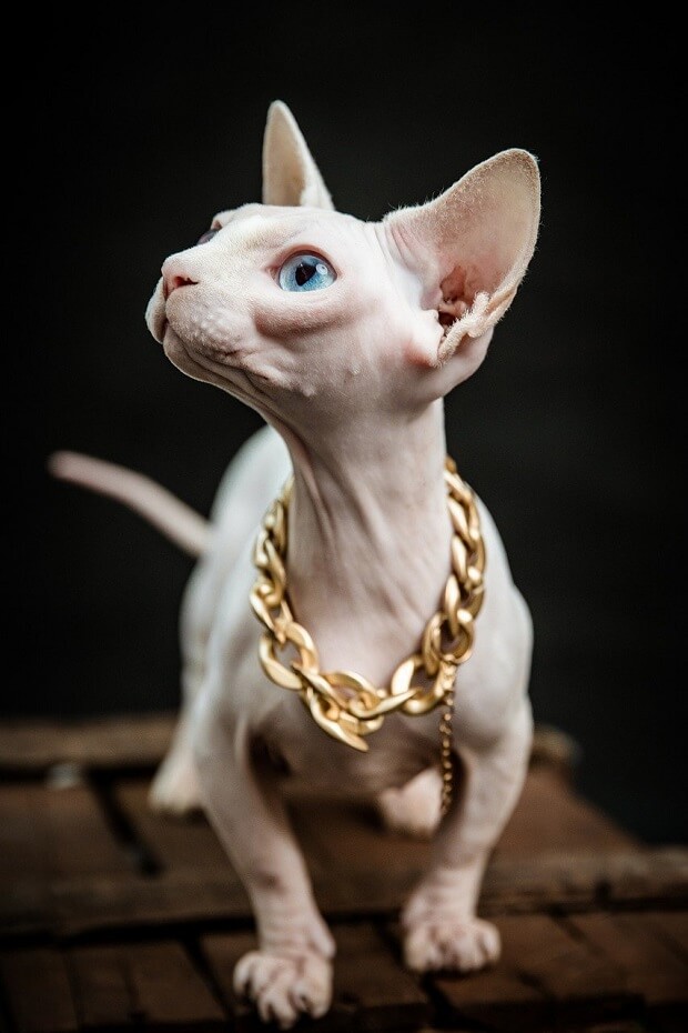 A Bambino cat with a golden collar chain