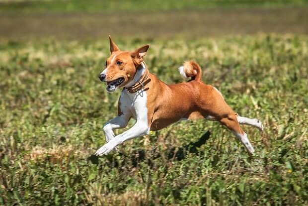 A Basenji dog running in the park