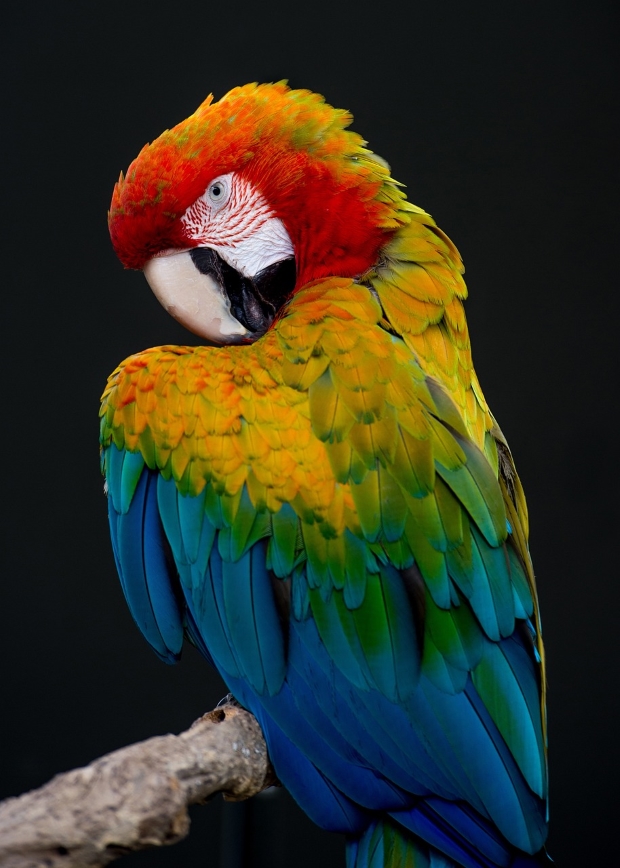 Beautiful groomed parrot