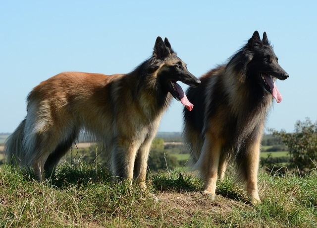 two Belgian Tervurens in the field