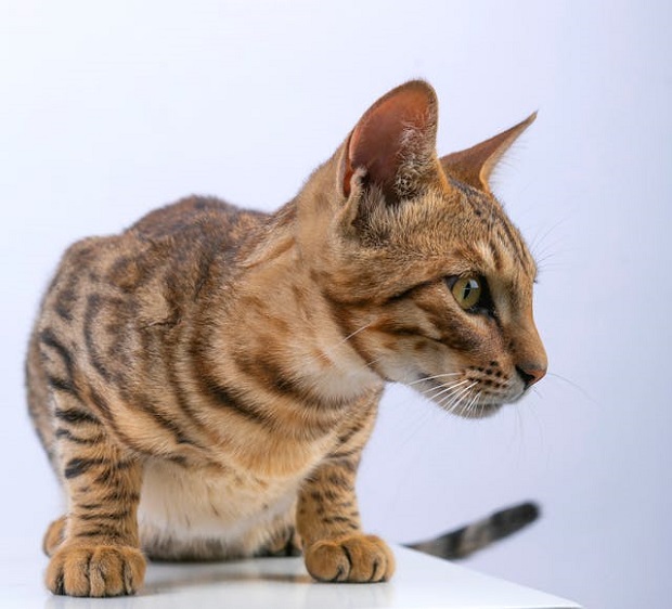 A Bengal kitten