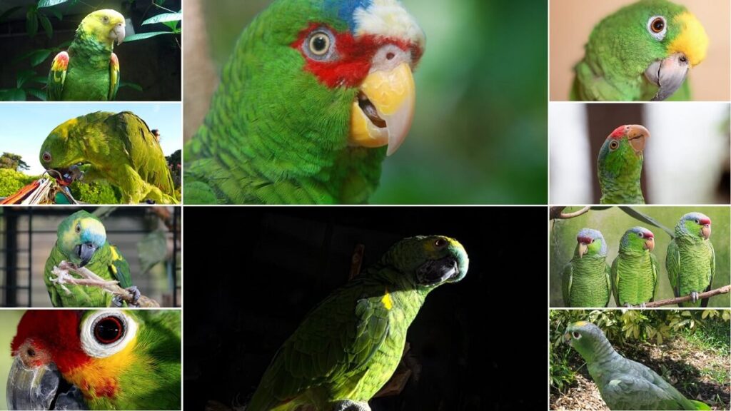 Best Amazon Parrot Companions