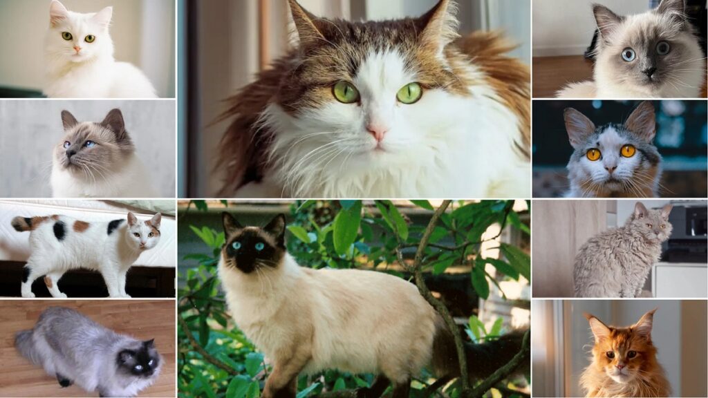 Best Cats with Long hair