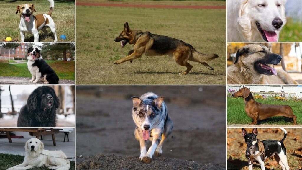Best Dog Breeds for Farms