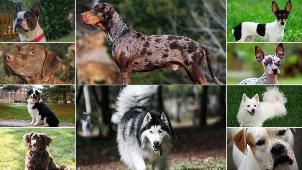Best Dog breeds from the USA