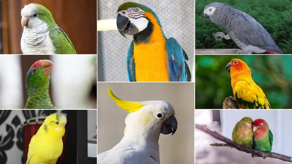 Best Trainable Pet Bird Species