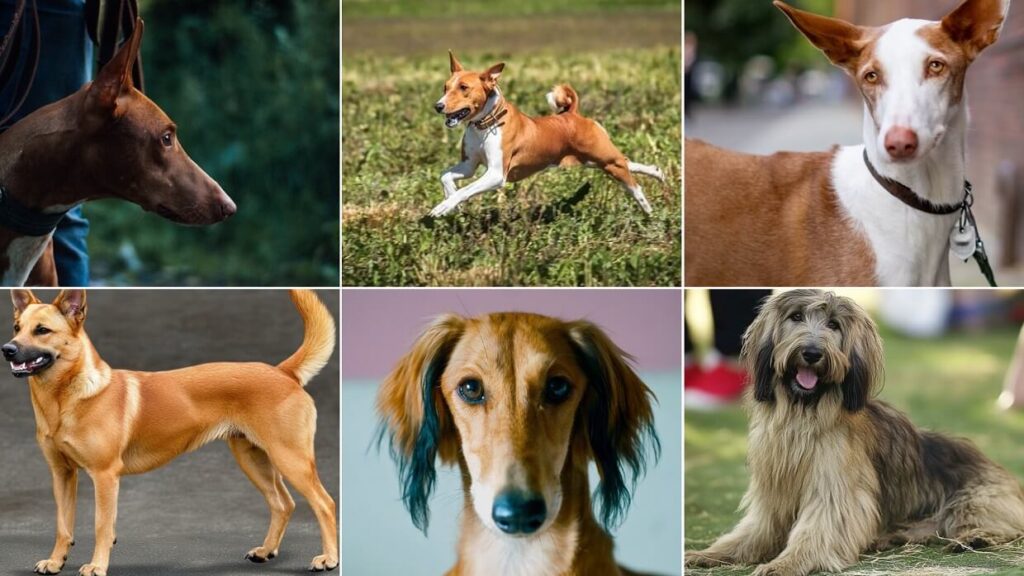 Best Egyptian dog breeds