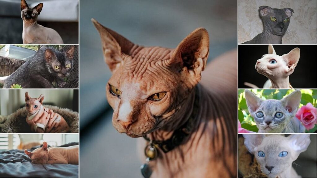 Best hairless cat breeds