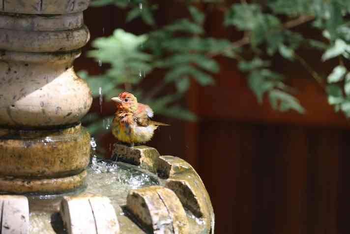 Bird bathing under a fountain