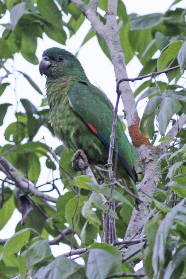 Black-Billed Amazon Parrot