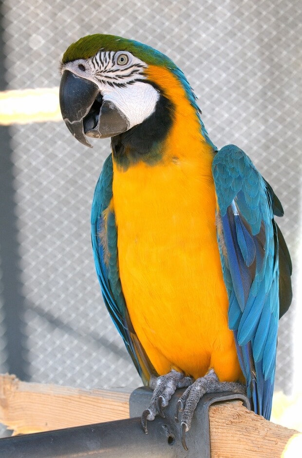 A Blue and Gold Macaw