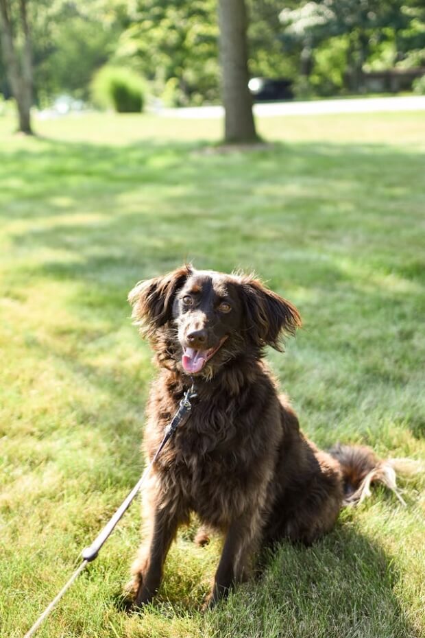 Boykin Spaniel 