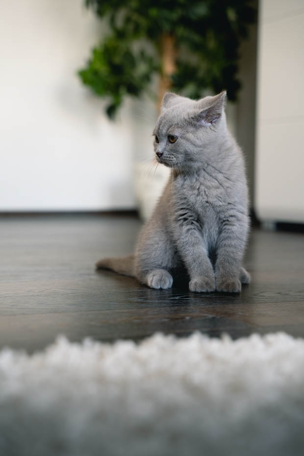 A vertical closeup shot of a British shorthair kitten