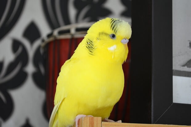 A yellow Budgerigar