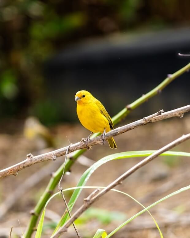 A Canary bird on a branch