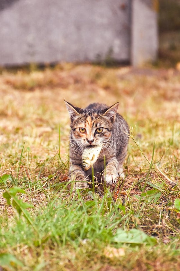 Cat hunting a fish 