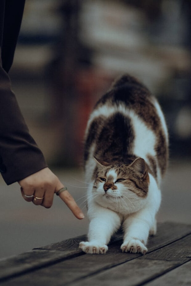 Cat kneading the bench  with its nails 
