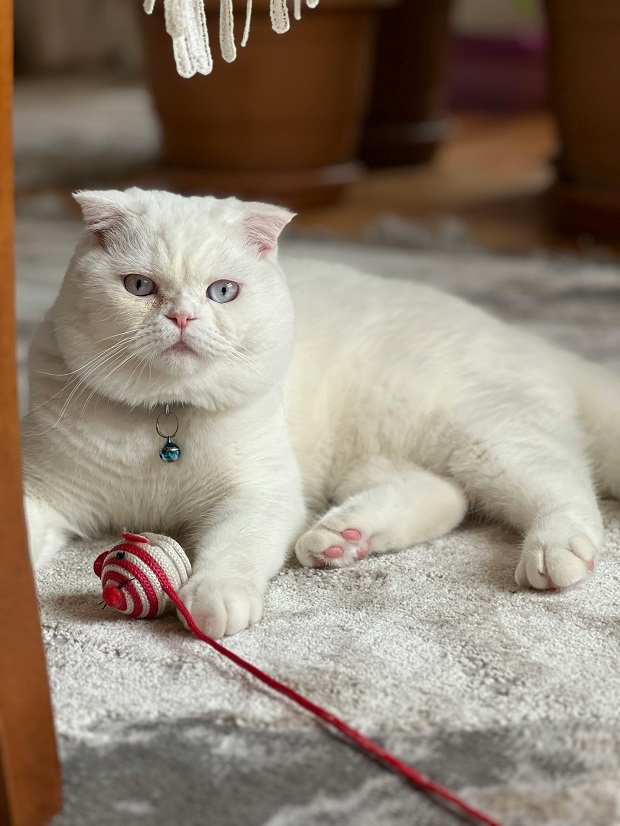 Cat looking at its owner after playing hunt