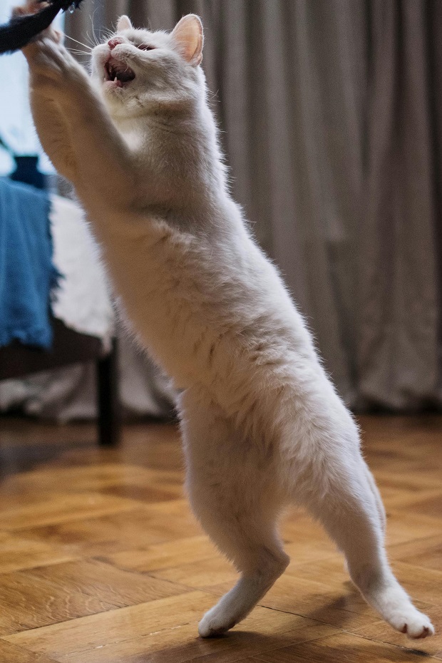 Cat playing hunt 