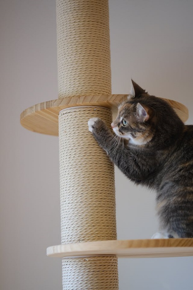 Cat playing with a scratching pole 