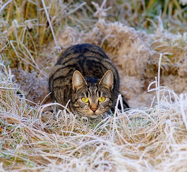 Cat in a pouncing stance in hay