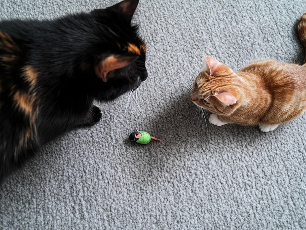 Cat teaching a kitten to hunt