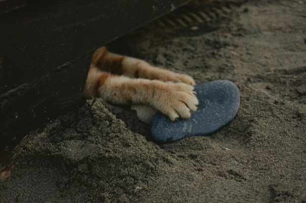 Cat trying to play while hiding