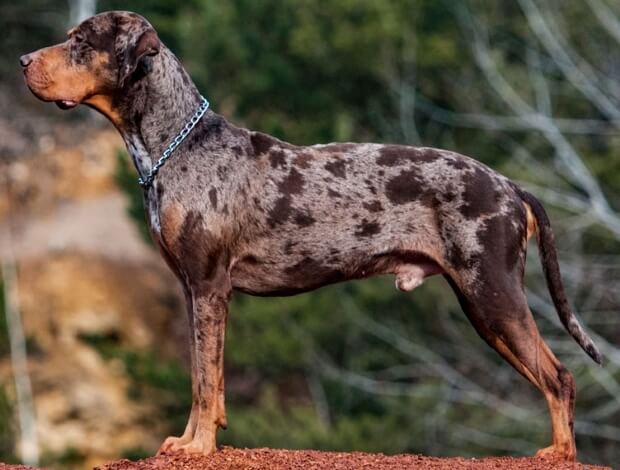 Catahoula Leopard Dog 