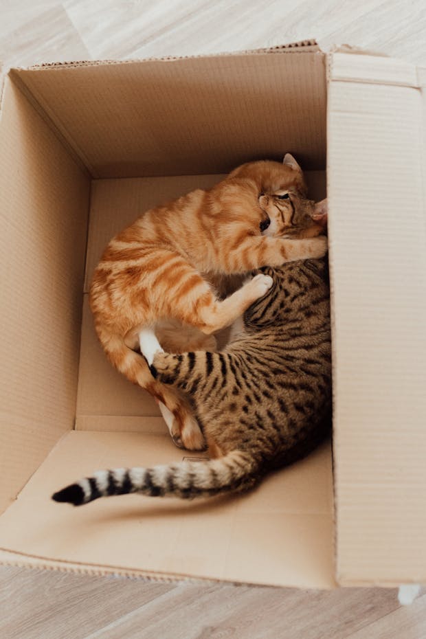 Cats playing in a box