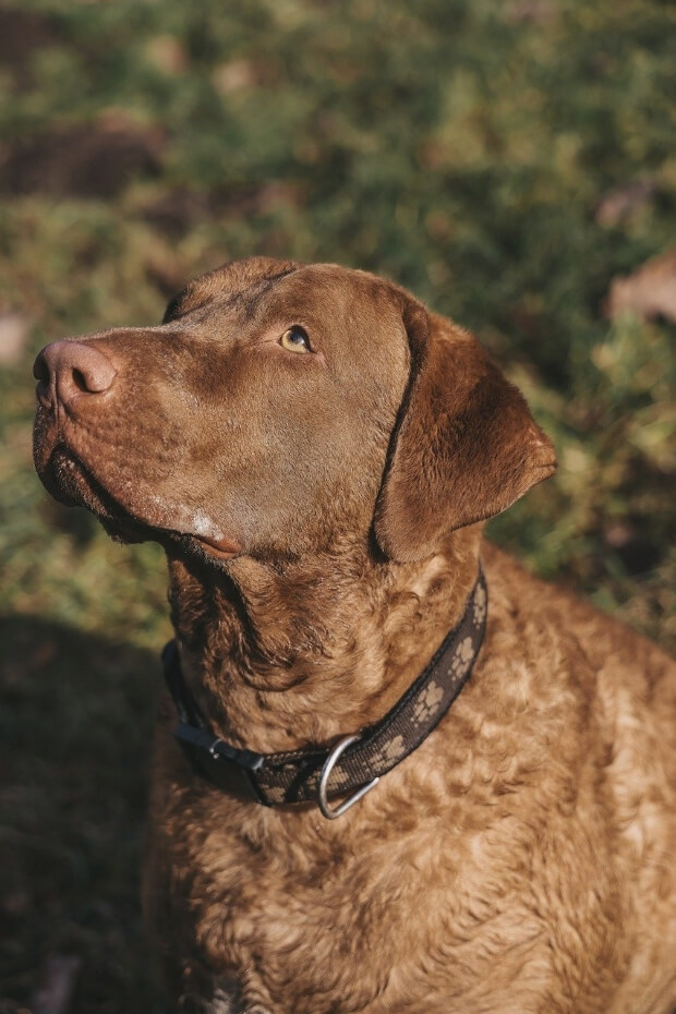 Chesapeake Bay Retriever 