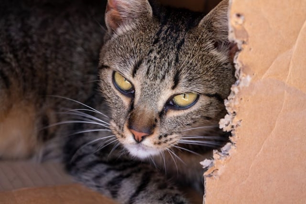 Chewed carboard box of a cat