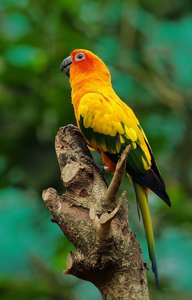 Conures 