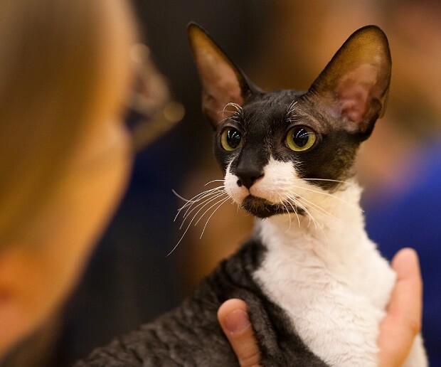 A cornish rex cat